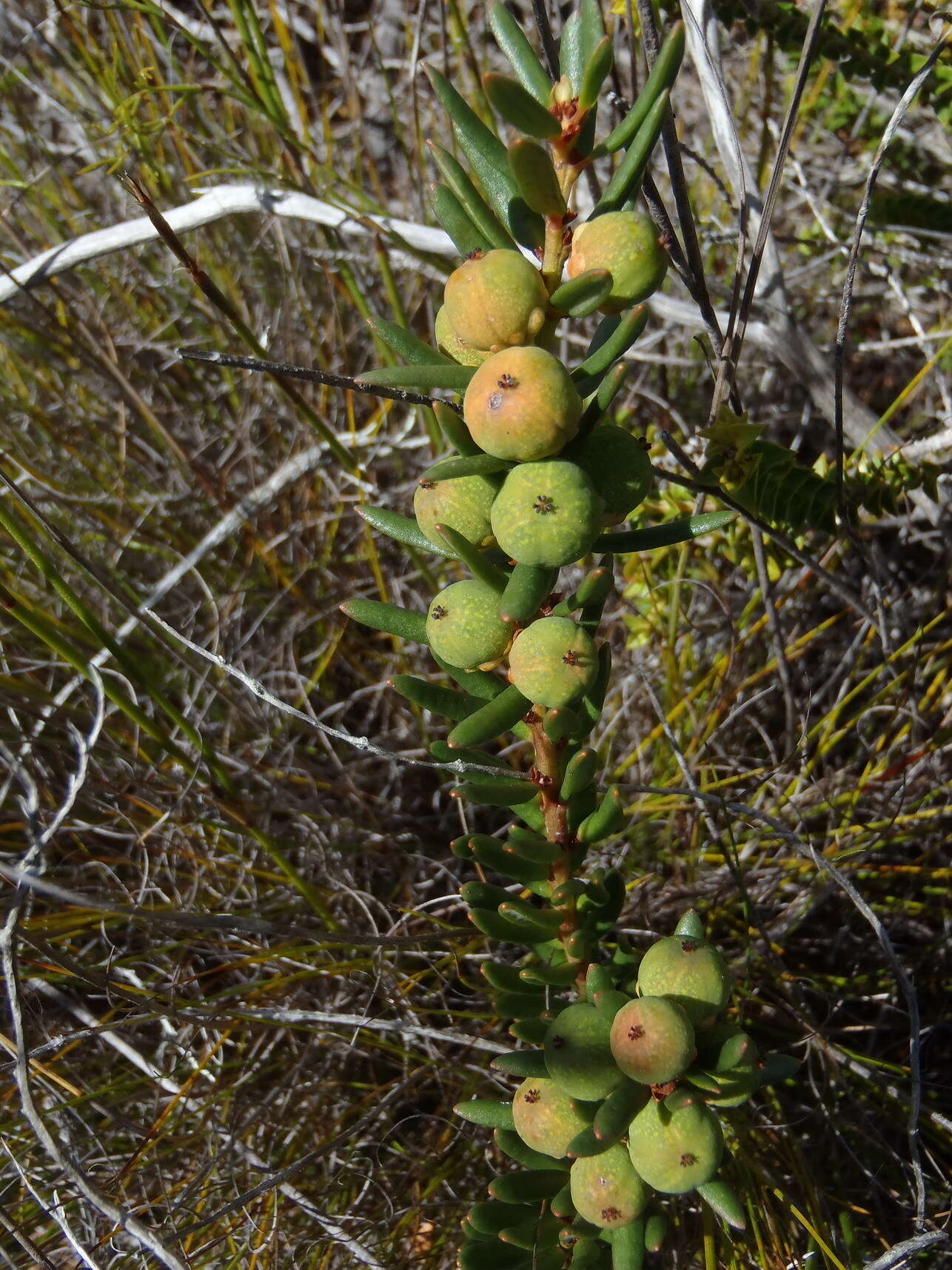 Image of Clutia polygonoides L.