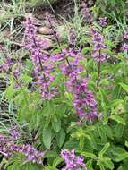 Image of Ocimum serratum (Schltr.) A. J. Paton