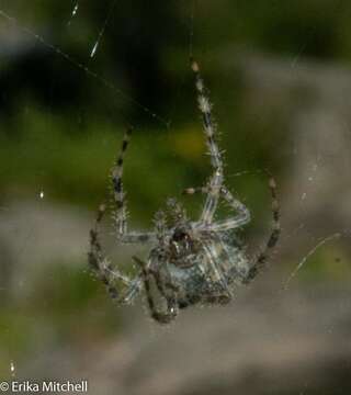 Image of Barn orb-weaver