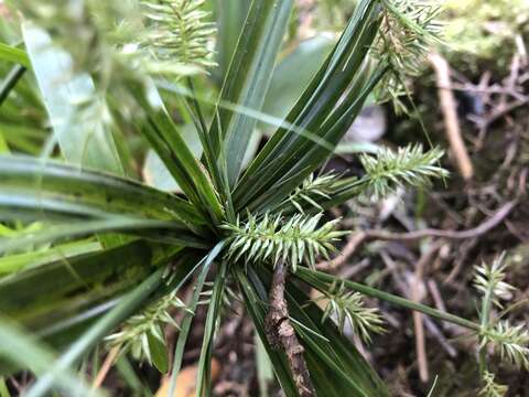 Cyperus meyenianus Kunth的圖片