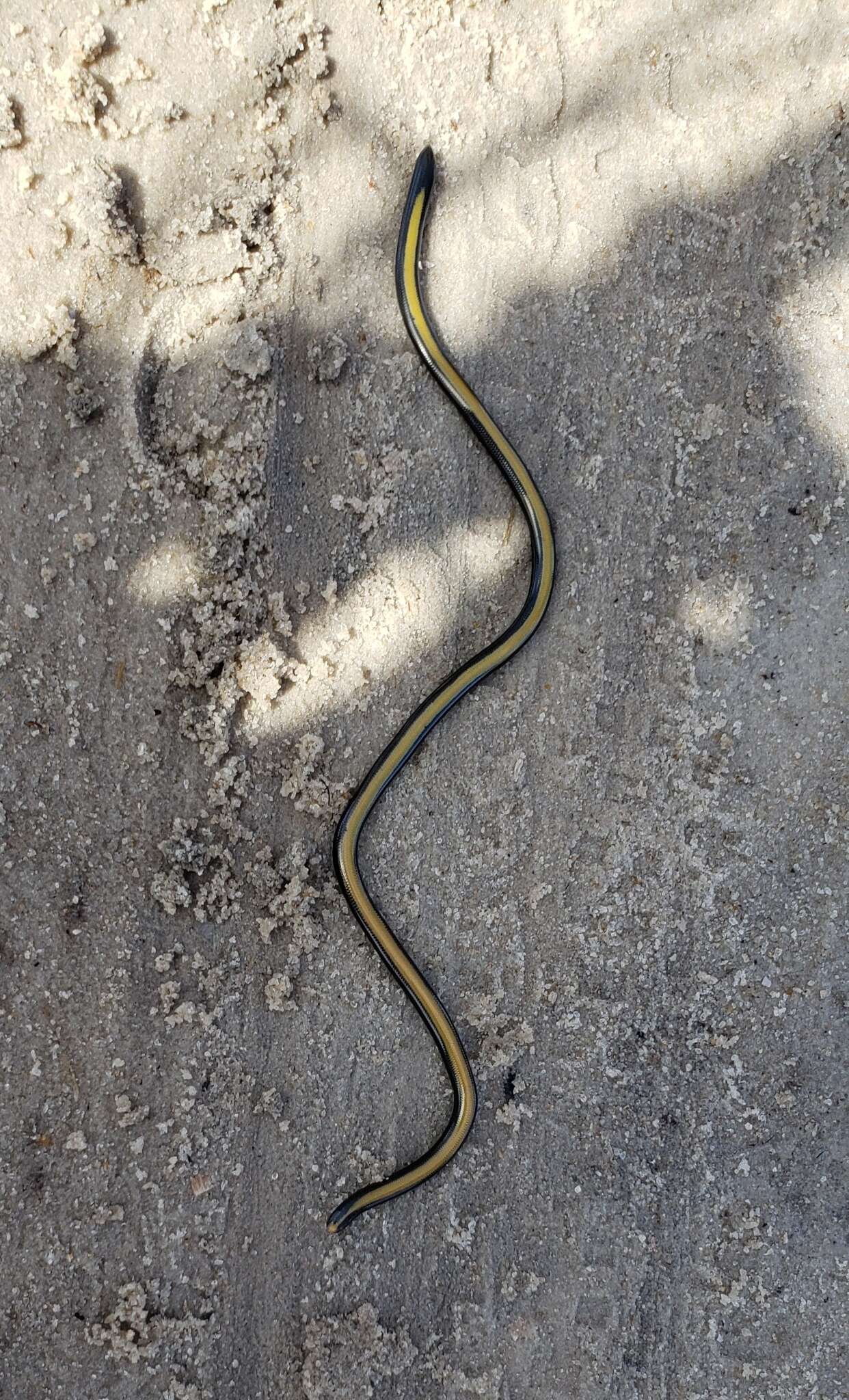 Image of Kenya Beaked Snake
