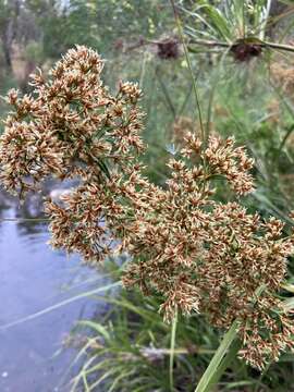 Imagem de Cladium mariscus subsp. intermedium Kük.