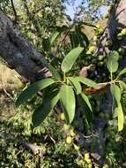 Image of Large-fruited fig