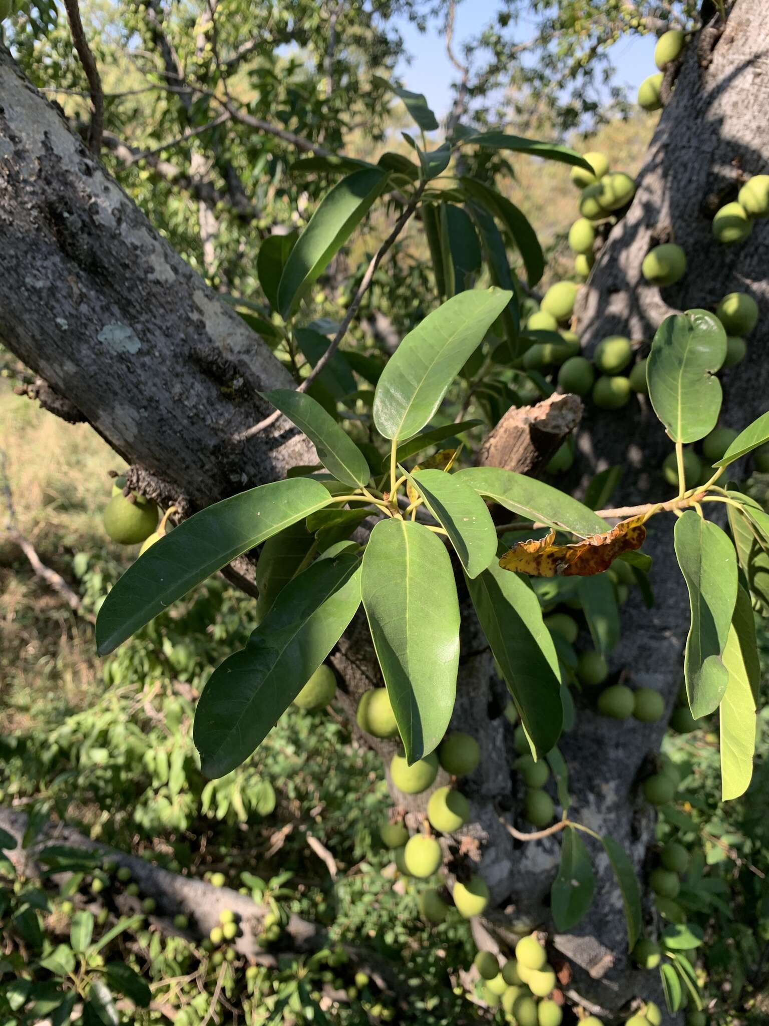 Image of Large-fruited fig