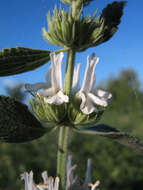 Image of horehound