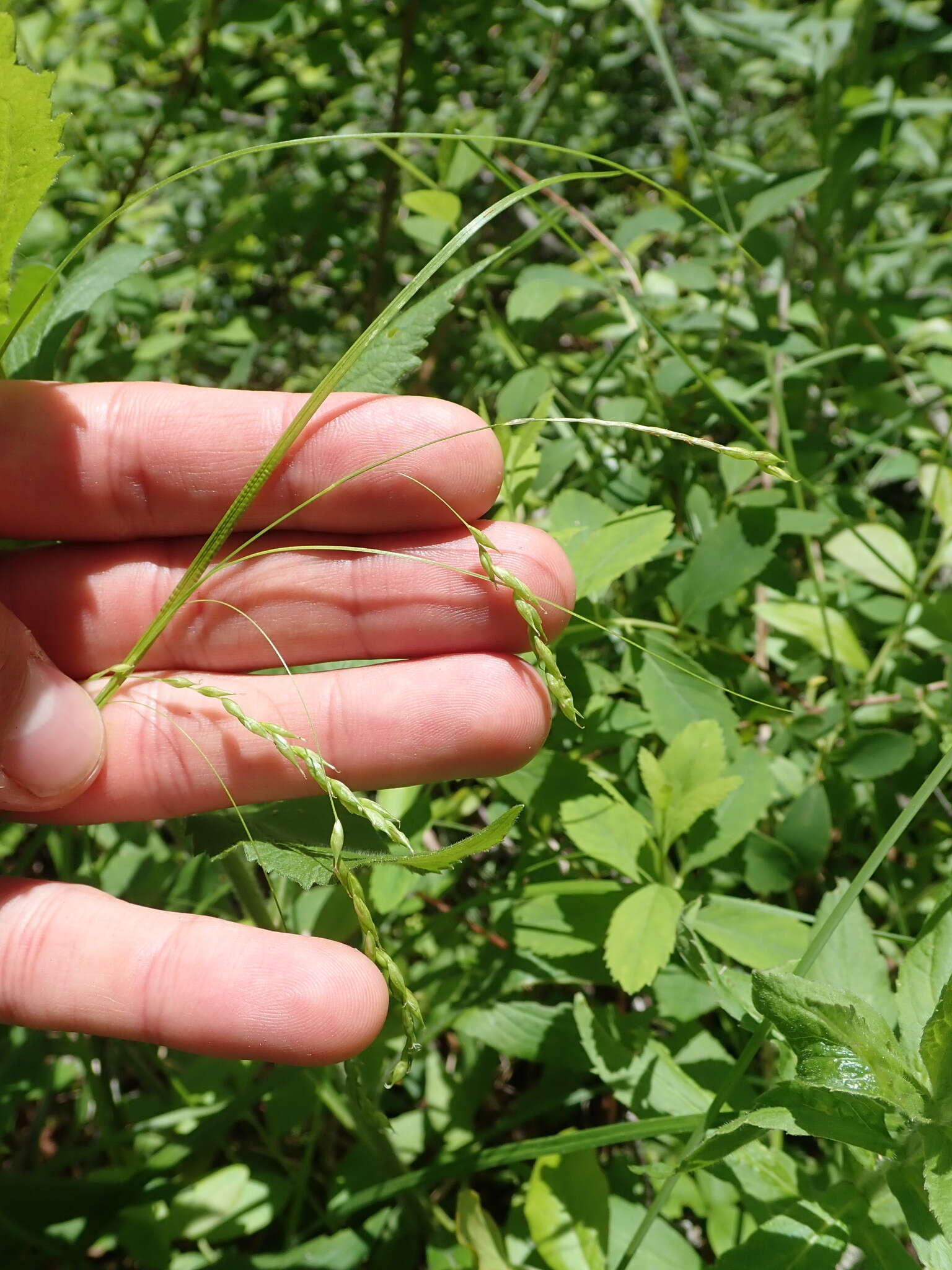 Imagem de Carex debilis Michx.