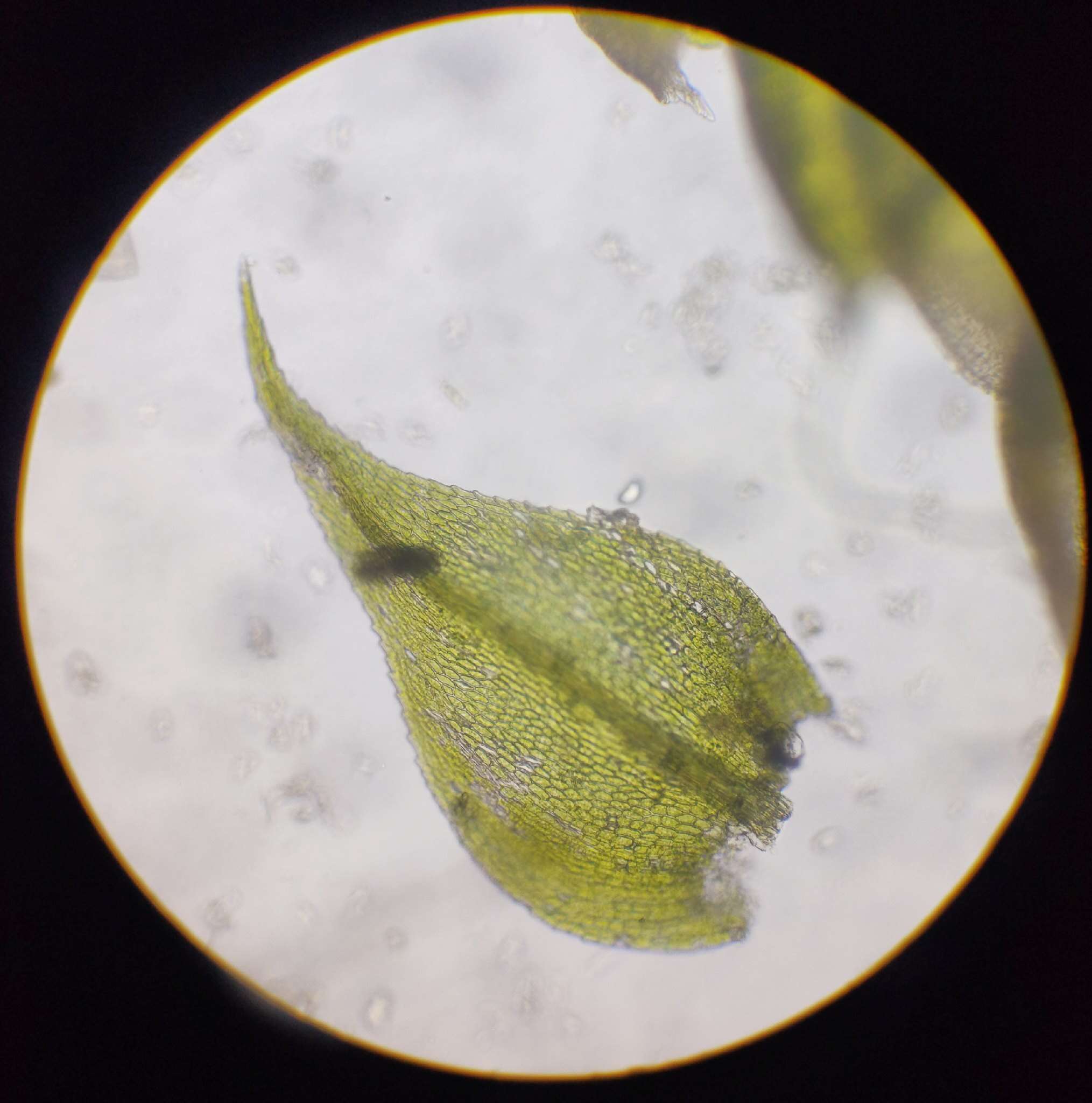 Image of Fern-leaved Hook Moss