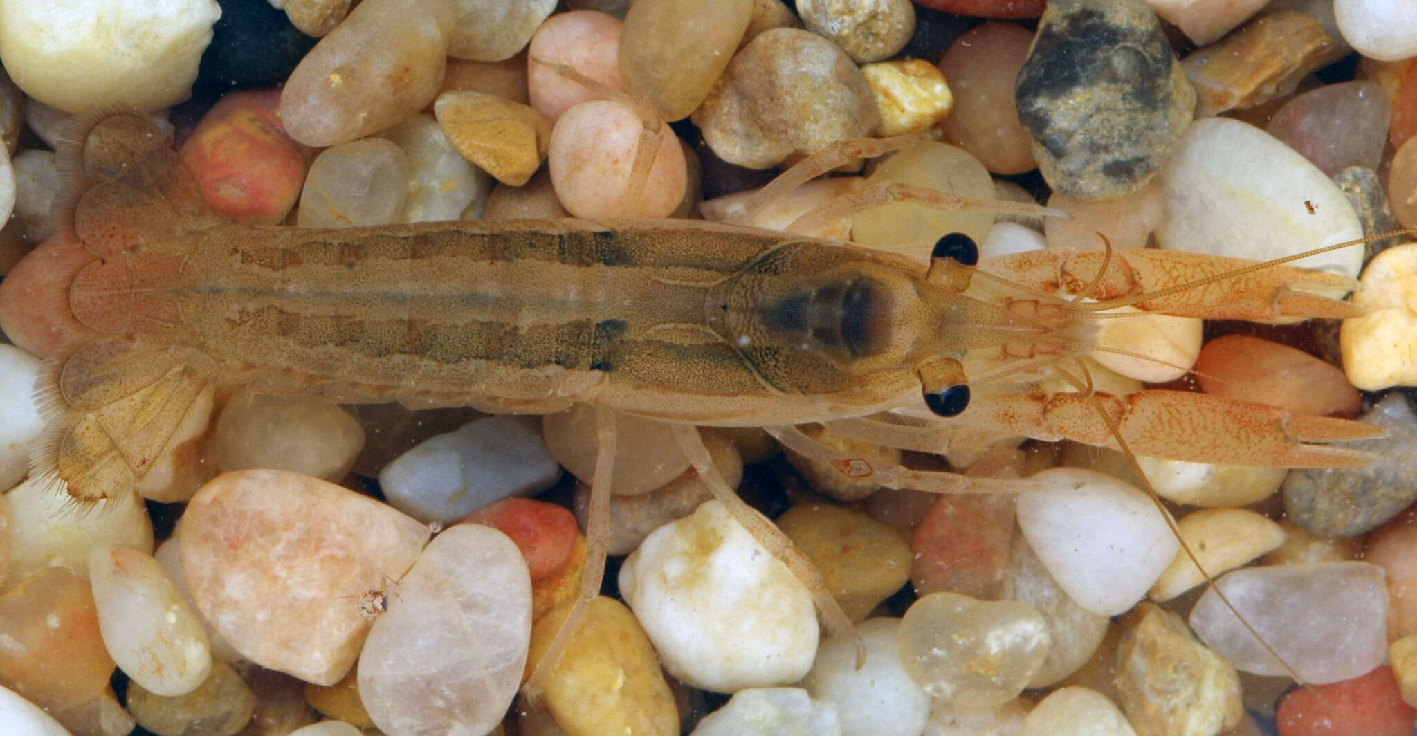 Image of Procambarus hinei (Ortmann 1905)
