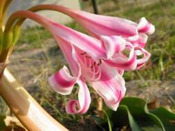 Imagem de Crinum stuhlmannii Baker