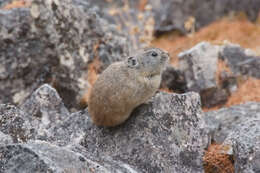 Image of Northern Pika