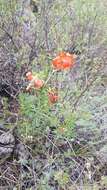 Image of Coral Lily