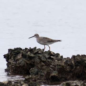 Image of Gray-tailed Tattler