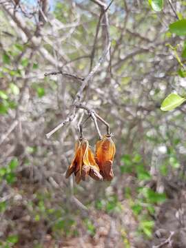 Loeseneriella urceolus (Tulasne) N. Hallé的圖片