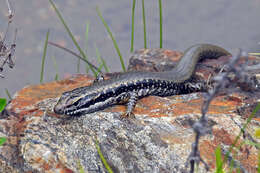 Image of Warm-temperate Water-skink