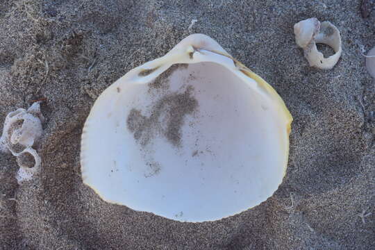 Image of giant Pacific eggcockle