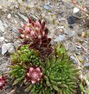 Image of Rosularia alpestris subsp. marnieri