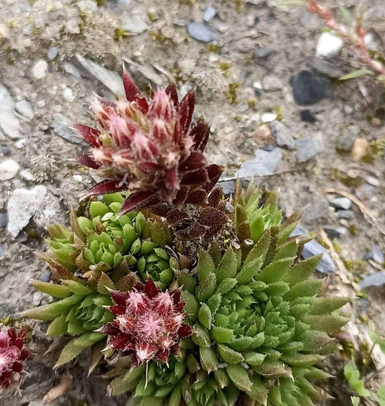 Rosularia alpestris subsp. marnieri resmi