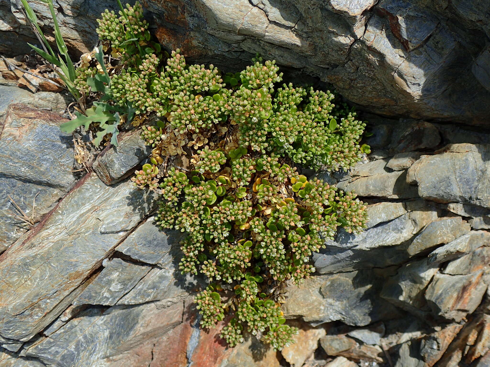 Image of Polycarpon tetraphyllum subsp. polycarpoides (Biv.) Iamonico