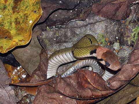 Image of Black-banded Keelback