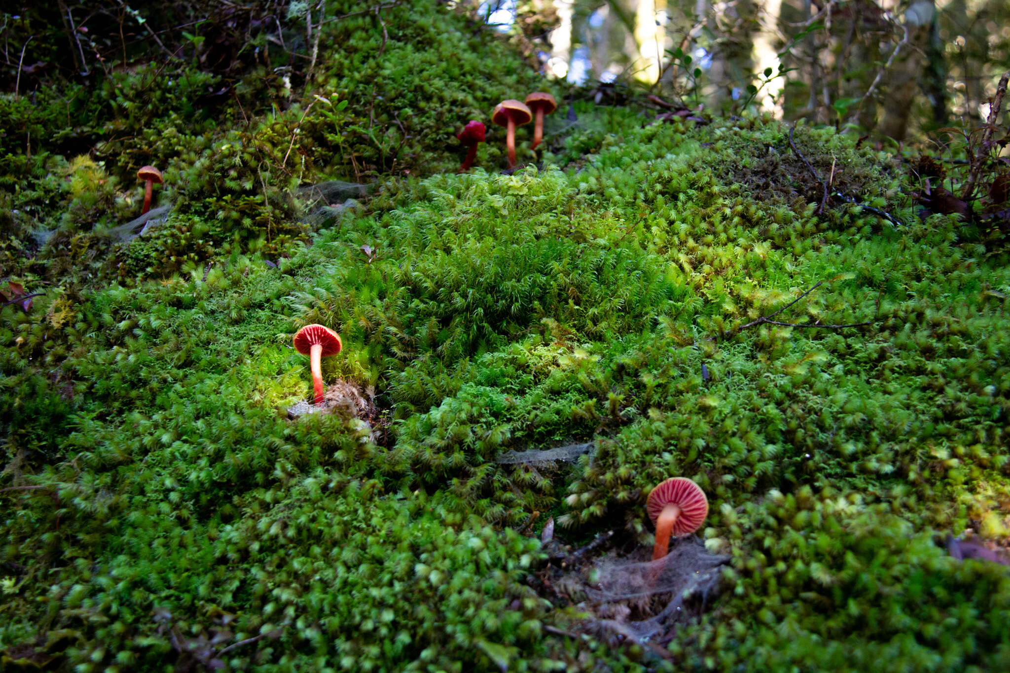 Слика од Hygrocybe rubrocarnosa (G. Stev.) E. Horak 1971