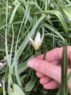 Image of Tulipa turkestanica (Regel) Regel