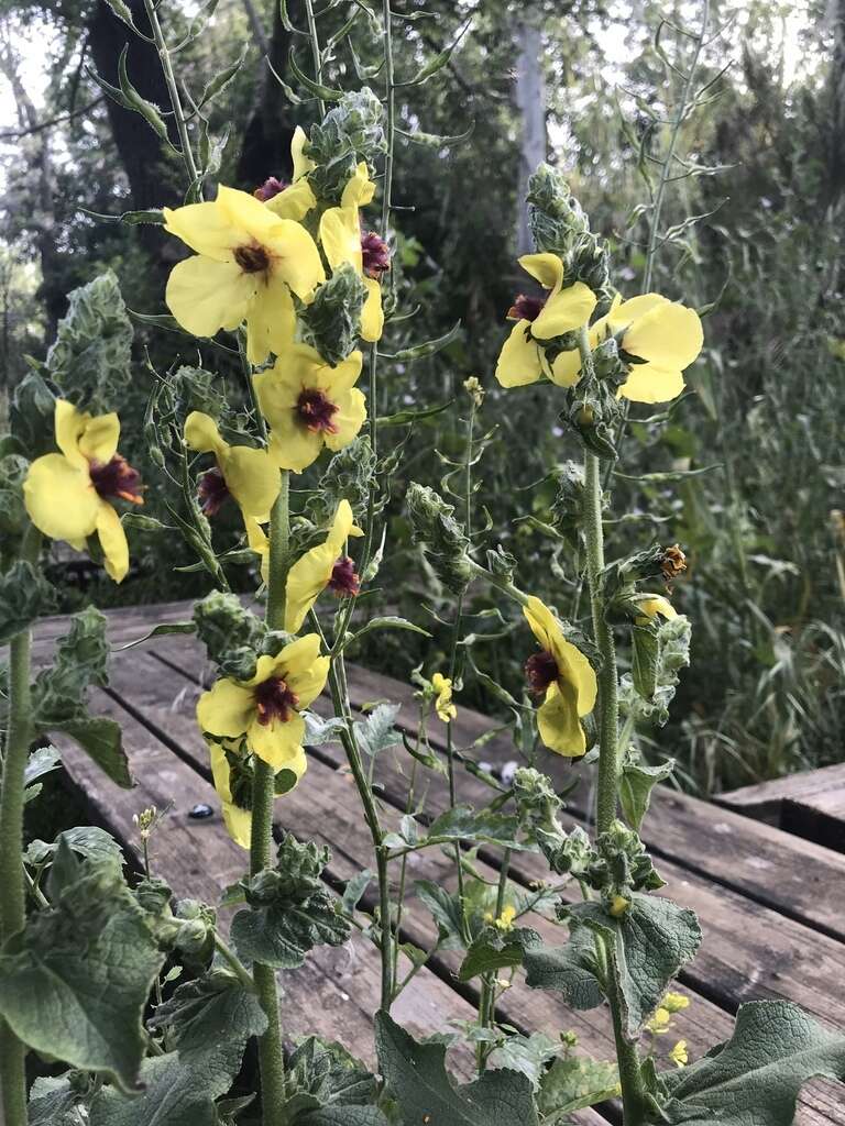 Image of Verbascum galilaeum Boiss.