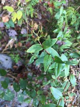 Imagem de Hypericum nudiflorum Michx. ex Willd.