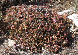 Image of Mesembryanthemum trichotomum Thunb.
