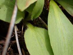 Plancia ëd Micranthes nidifica (Greene) Small