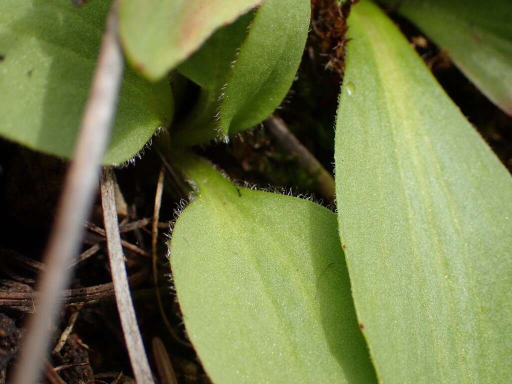 Plancia ëd Micranthes nidifica (Greene) Small