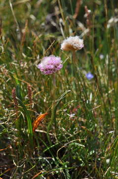 Image of Siberian sea thrift