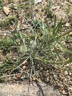 Image of Erysimum flavum (Georgi) Bobrov