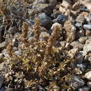 Слика од Veronica macrostemon subsp. luetkeana (Rupr.) A. Jelen.