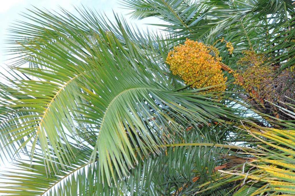 Image of Senegal date palm