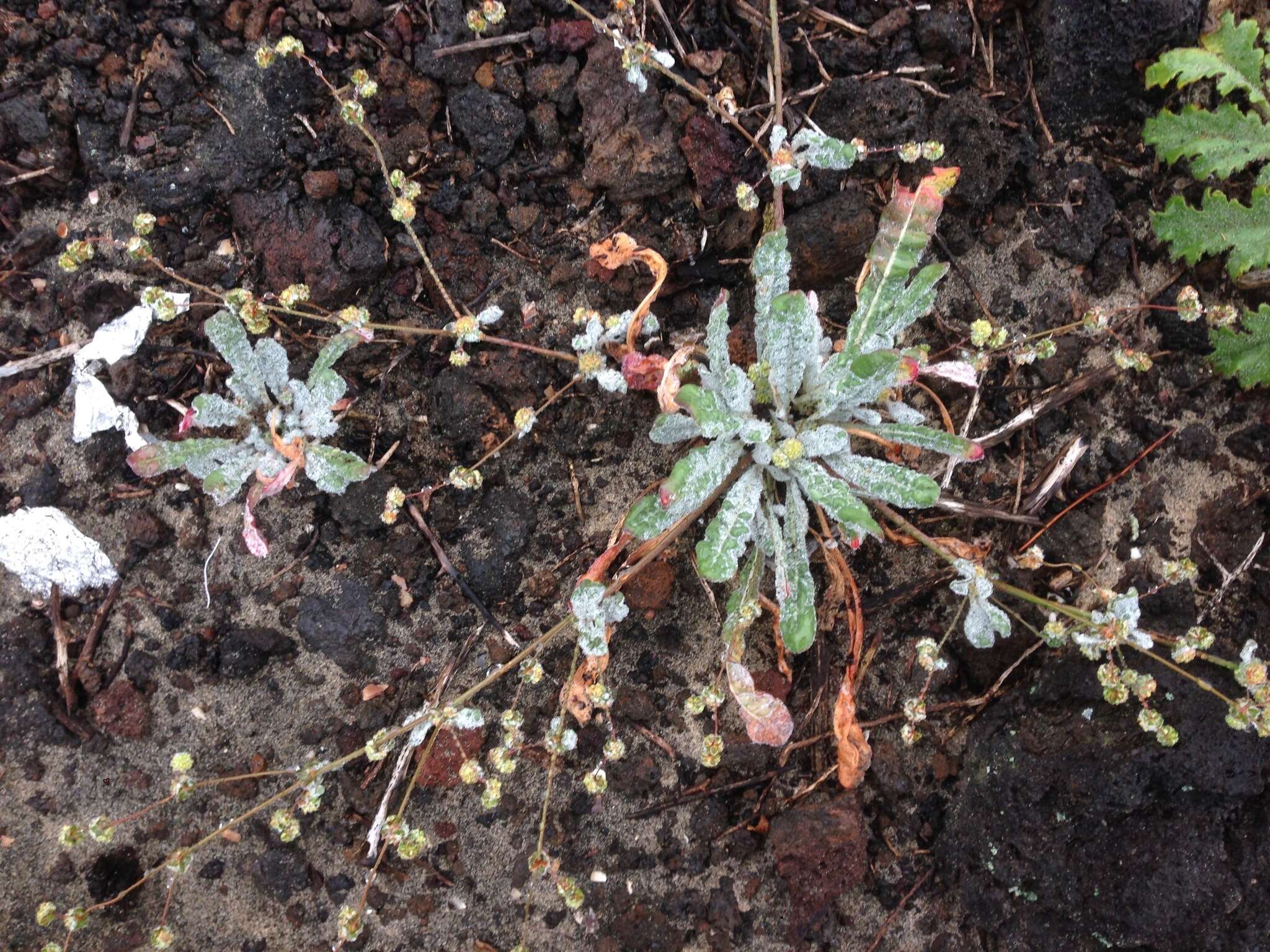 Image of cottonheads