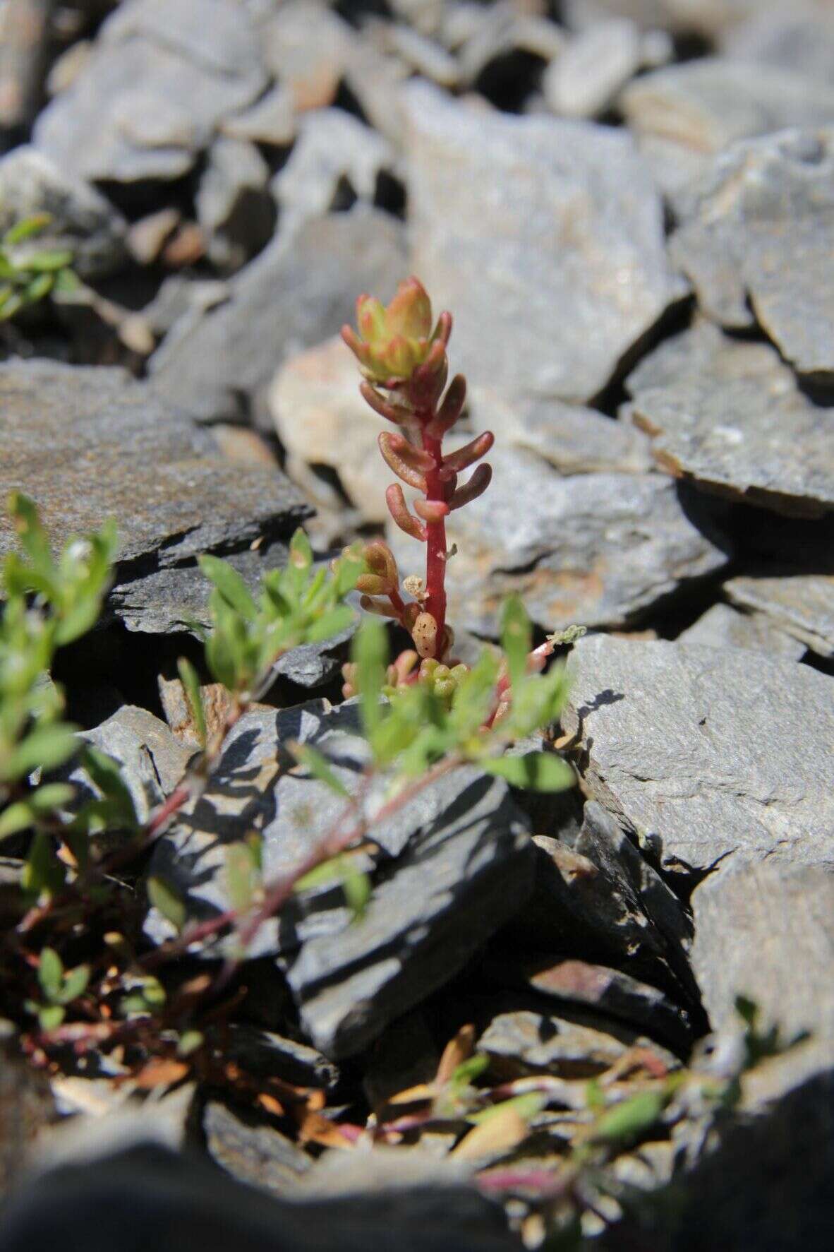 Imagem de Sedum candollei