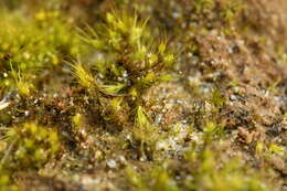 Image of acuminate pleuridium moss