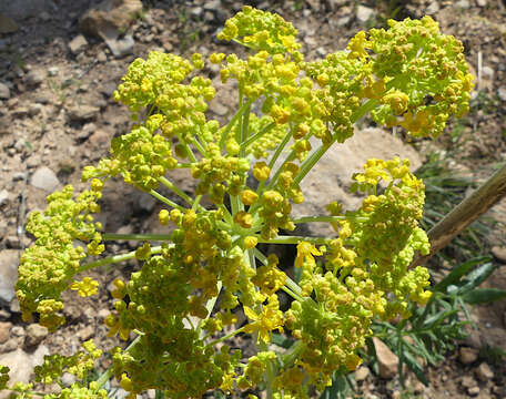 Слика од Thapsia transtagana Brot.