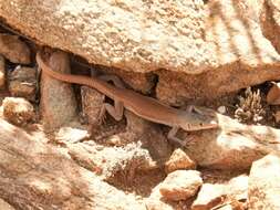 Image of Plain Sand Lizard