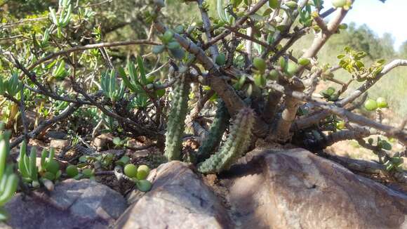 Ceropegia longii (Pillans) Bruyns resmi