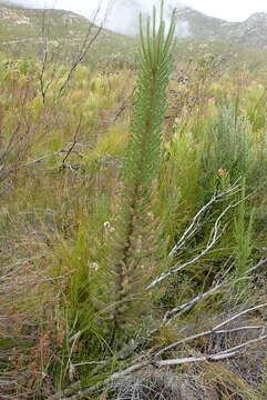 Image of Stoebe alopecuroides (Lam.) Less.