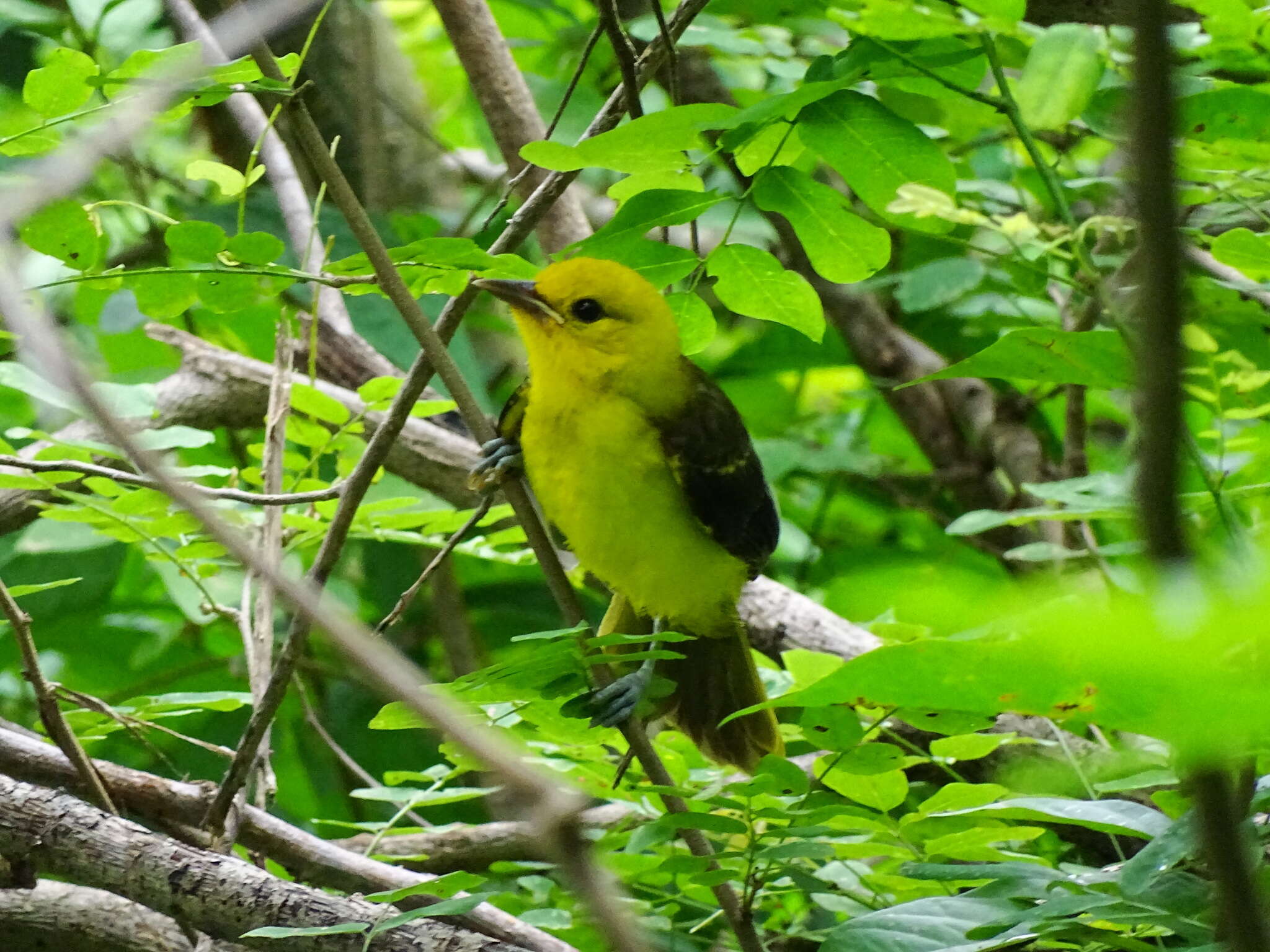 Image of Spot-breasted Oriole