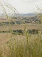 Imagem de Stipa capillata L.