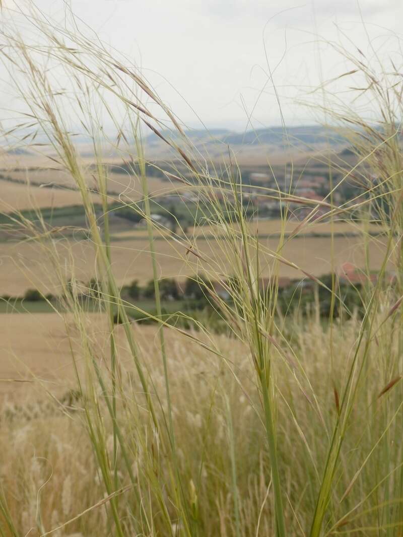 Imagem de Stipa capillata L.