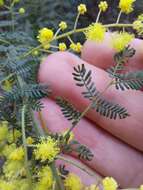 Sivun Acacia pubescens (Vent.) R. Br. kuva