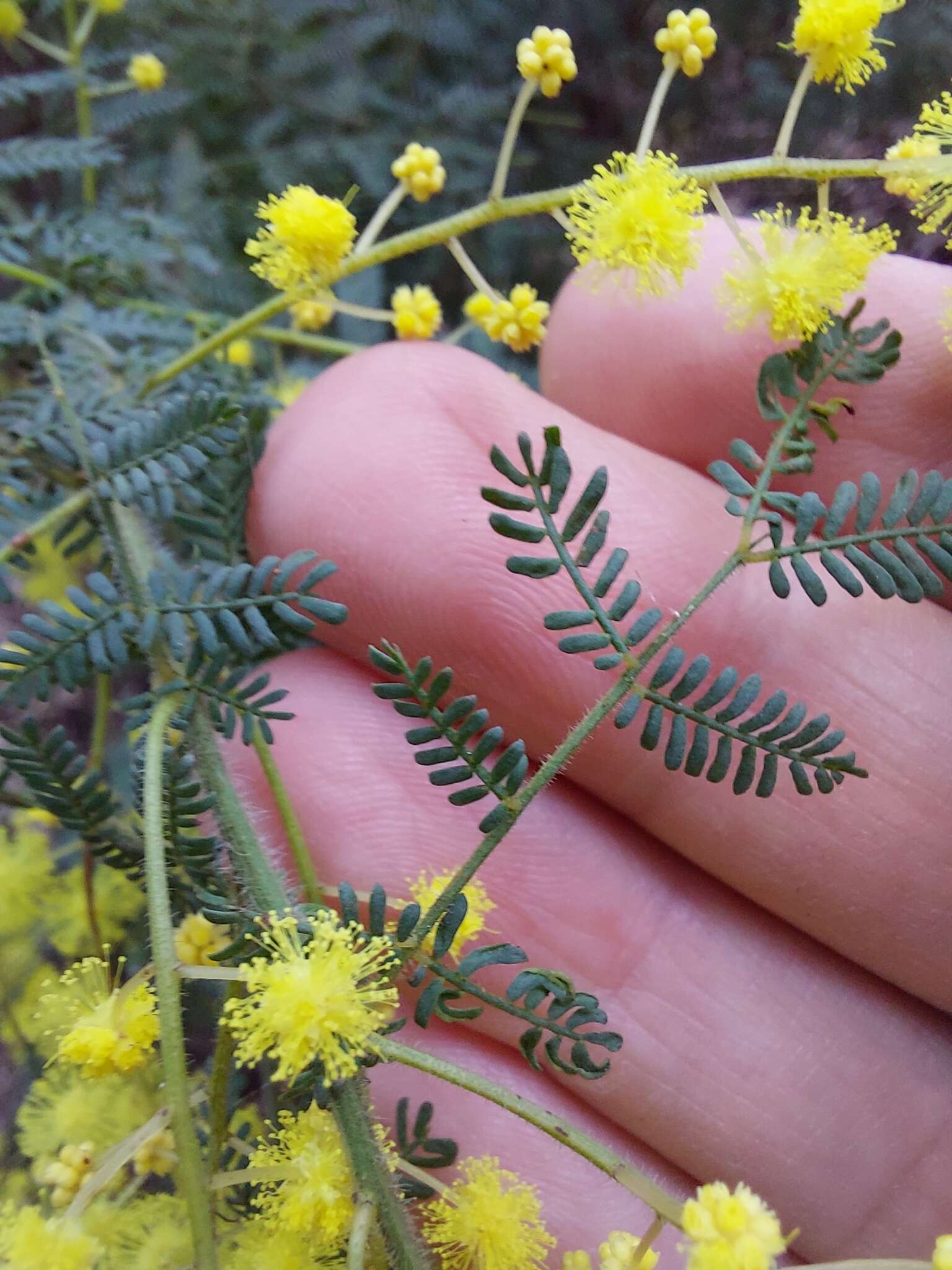 Sivun Acacia pubescens (Vent.) R. Br. kuva