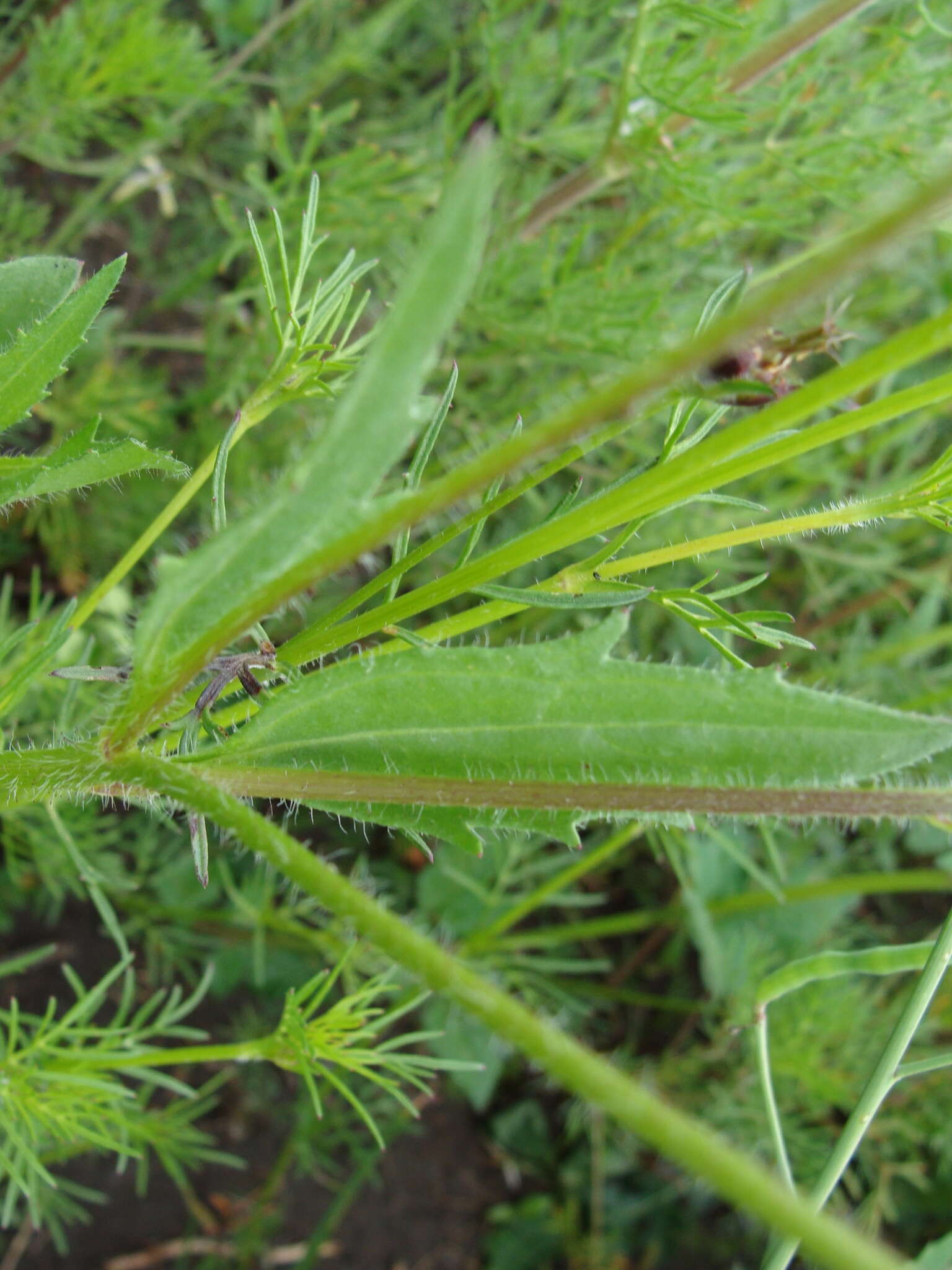 Image de Tridax trilobata (Cav.) Hemsl.