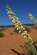 Image of Kanab yucca