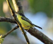 Image of Common Tody-Flycatcher