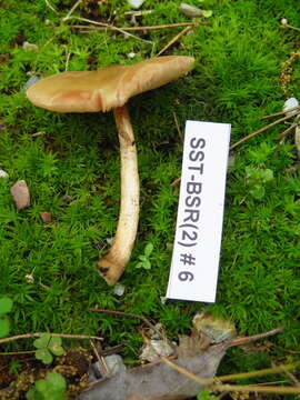 Pluteus flavofuligineus G. F. Atk. 1902 resmi